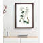 Wild Lettuce Illustration - Picture Frame Painting Print-55612404-55612403