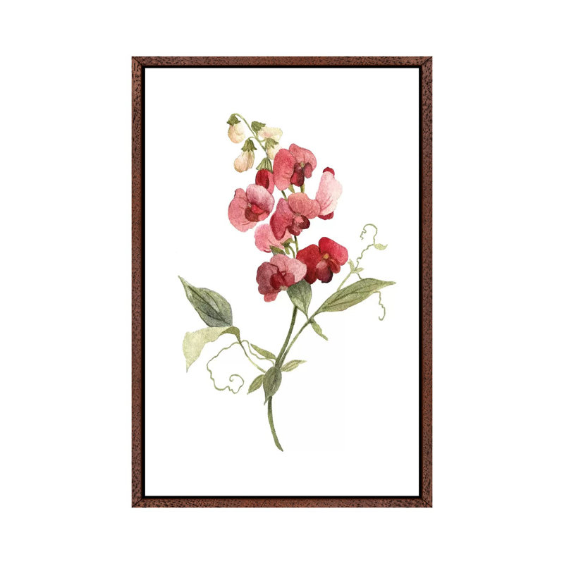 Scarlet Sweet Pea by Carol Robinson - Painting on Canvas, Classic Wood Framed, 66.04 cm H x 45.72 cm W
