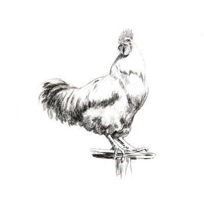Rooster - Wrapped Canvas Print