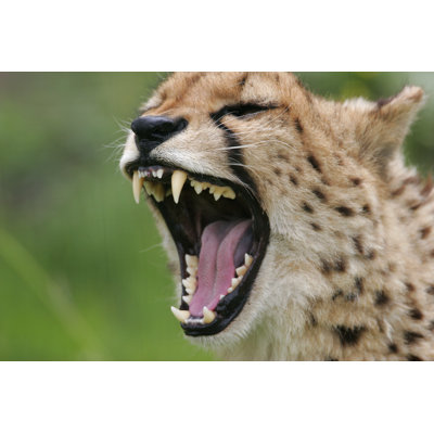 Cheetah - Wrapped Canvas Print