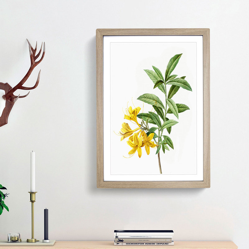 Yellow Azalea Flowers by Pierre-Joseph Redoute - Picture Frame Painting Print, 36cm H x 27cm W x 2cm D, Oak Framed