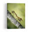 Mating Robber Flies Contemporary Fly Nature Summer Wall Art Print 1 Piece Wrapped Canvas Wall Art-1310732801