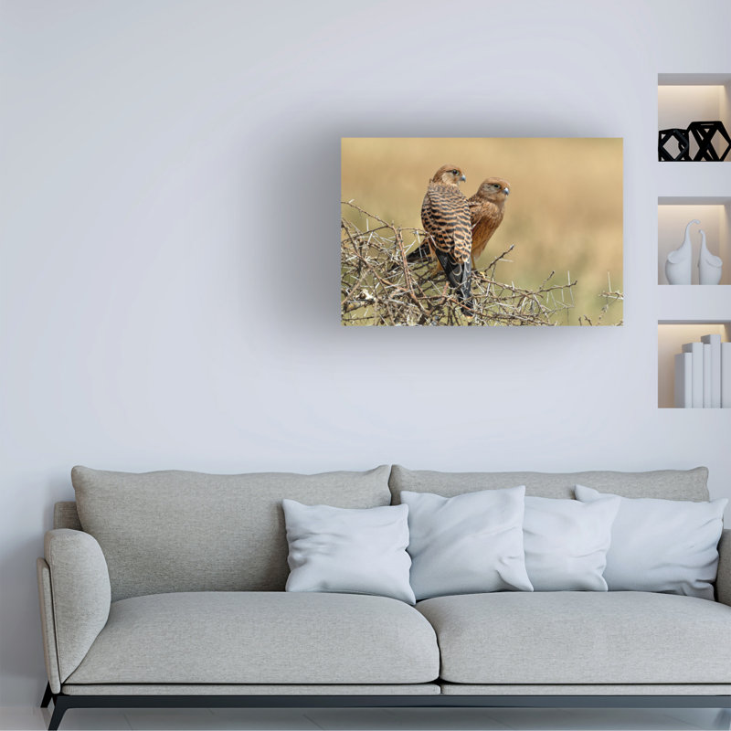«Nicolas Merino Kestrels Couple», art sur toile, H 30 po x l 47 po