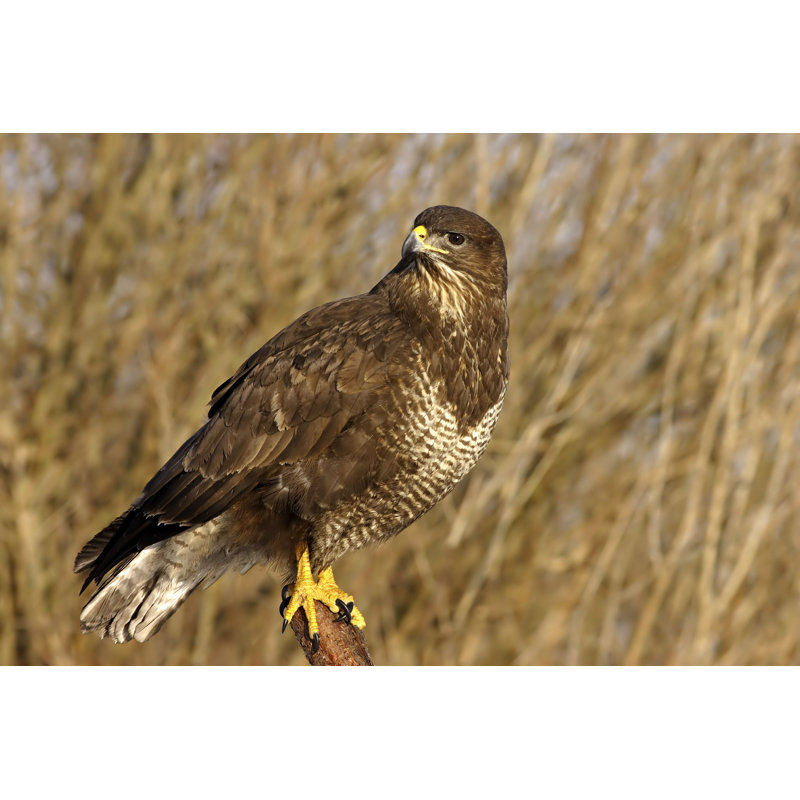 Common Buzzard - Photographie sur toile tendue, L 12 po x H 8 po