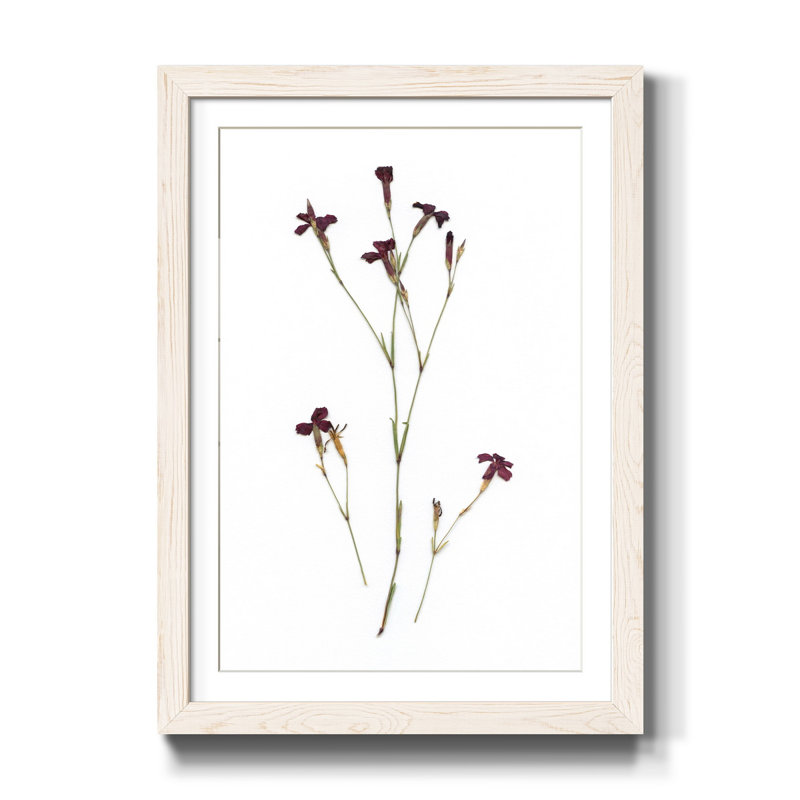 Pressed Botanical II - Cadre photo, reproduction d'art sur papier, H 44 po x l 31 po x P 1 po, Blanc