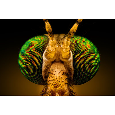 Phileas Crane Fly - Wrapped Canvas Print