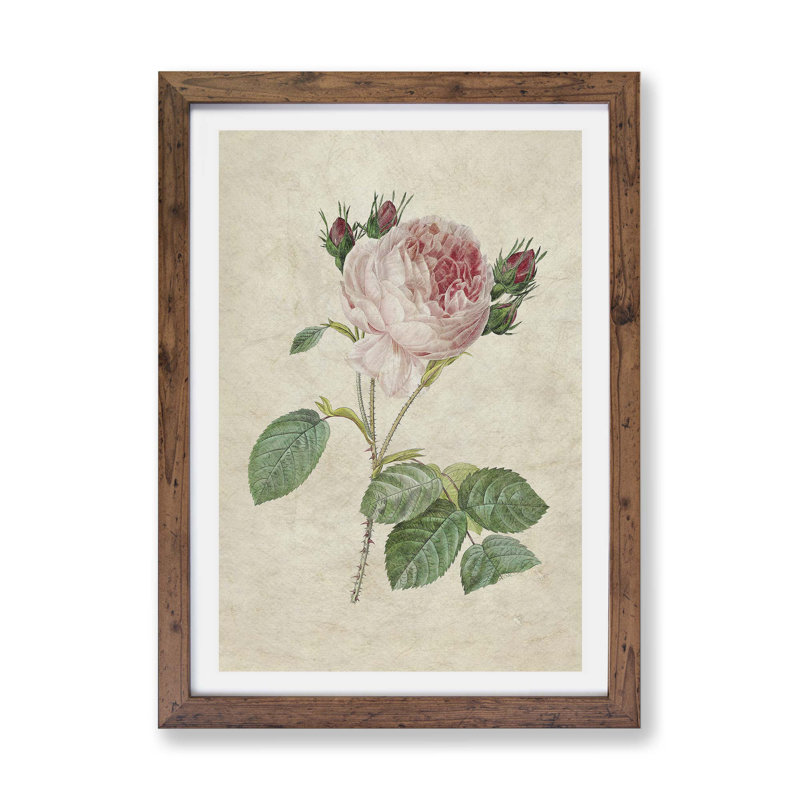 Cabbage Rose - Framed Print, Walnut, 33cm H x 45cm W x 2cm D