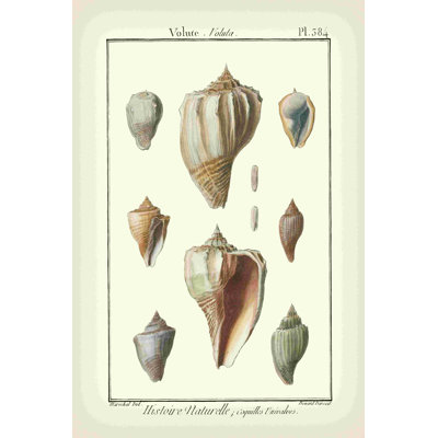 Volute Shells Pl. 384
