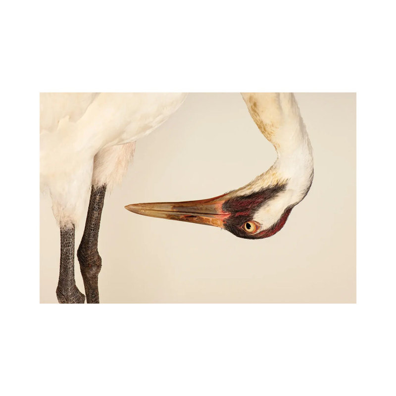 SaraThe Endangered And Federally Endangered Whooping Crane At The Audubon Center Research Center by Joel Sartore - Gallery-Wrapped Canvas Giclée on Canvas
