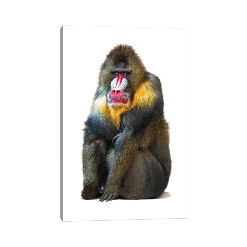 Mandrill Baboon Isolated On White by Susan Richey - Wrapped Canvas Gallery-Wrapped Canvas Giclée, 30.48cm H x 20.32cm W