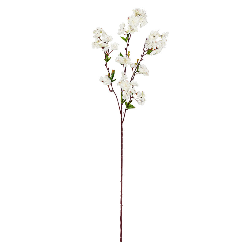 Fleur de cerisier en fleurs, Crème / blanc