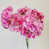 Rose vif