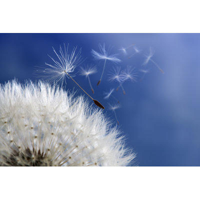 Dandelion Clock Dispersing Seed by BrianAJackson - Wrapped Canvas Print