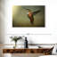 Colibri roux Brampt femelle-108822367