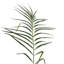 Palmier artificiel en pot Phoenix-864678998
