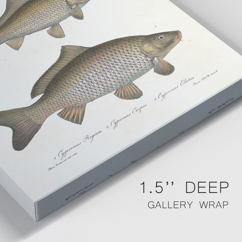 " Species Of Antique Fish I " 2 - Pieces Painting Print, 18" H x 12" W x 1" D