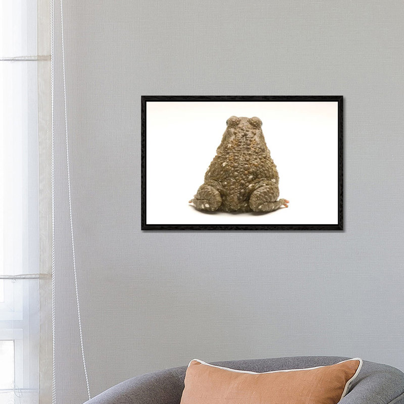An Egyptian Or Square-Marked Toad At The National Mississippi River Museum And Aquarium by Joel Sartore - Gallery-Wrapped Canvas Giclée on Canvas