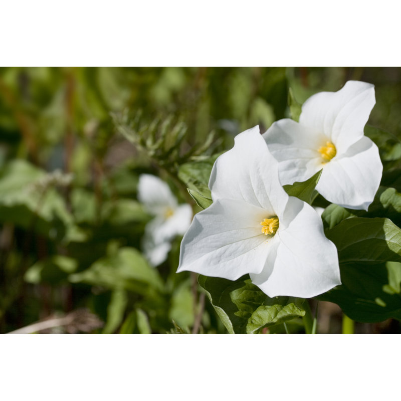 White Trillium by Hbak - Wrapped Canvas Print, 30cm H x 46cm W