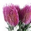 Artificial Arrangement-106401558