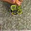 Allsopp Area Rug-1272814773