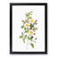 Burnet Rose in Pink by Pierre-Joseph Redoute - Picture Frame Art Print-55513007-55513006