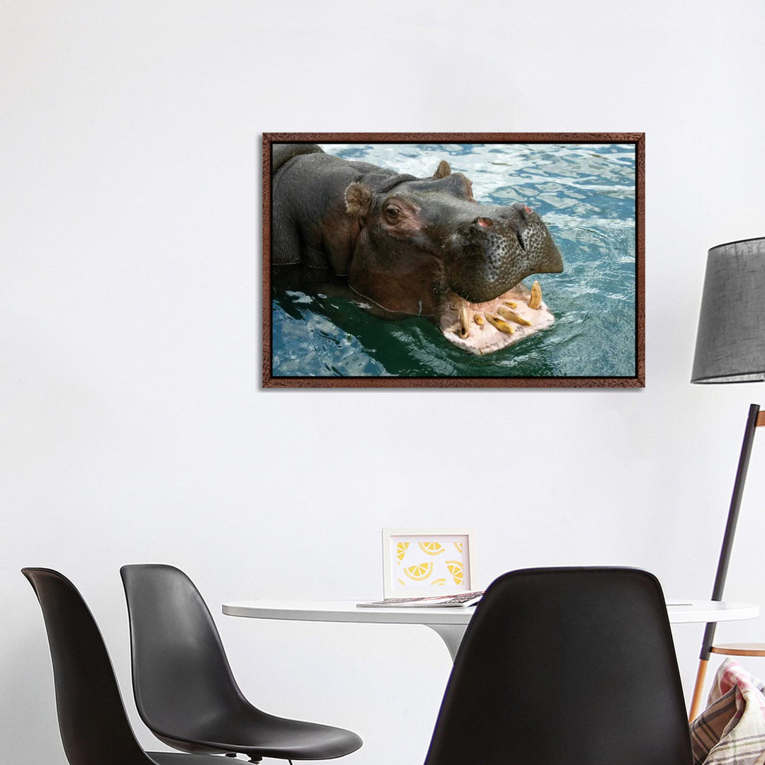 A Hippopotamus Bares Its Teeth At The Sedgwick County Zoo von Joel Sartore - Gallery-Wrapped Canvas Giclée on Canvas