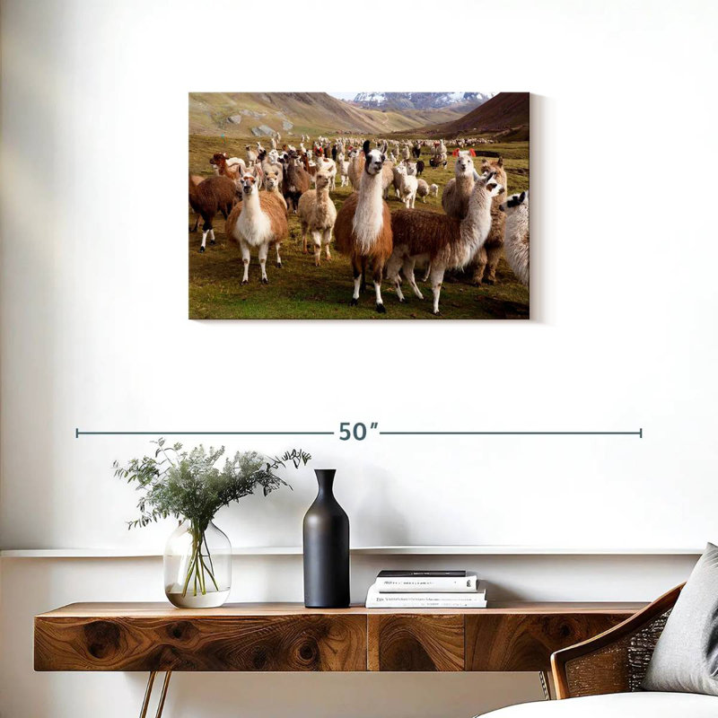 Brampton, lamas et alpagas, H 20 po x l 30 po