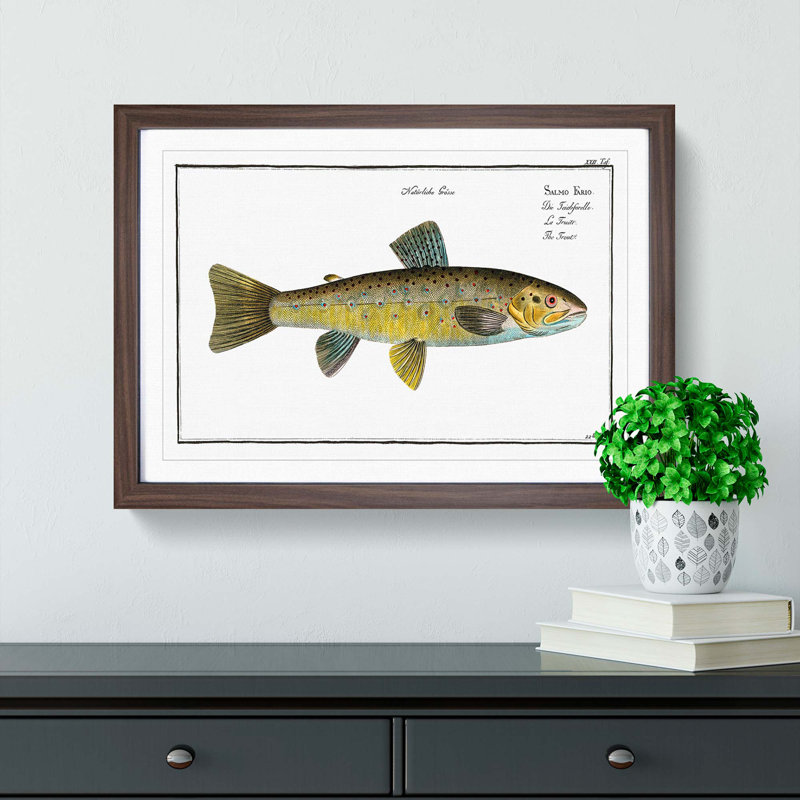 Trout Fish by M.E. Bloch - Framed Print, 27cm H x 36cm W x 2cm D, Walnut Framed