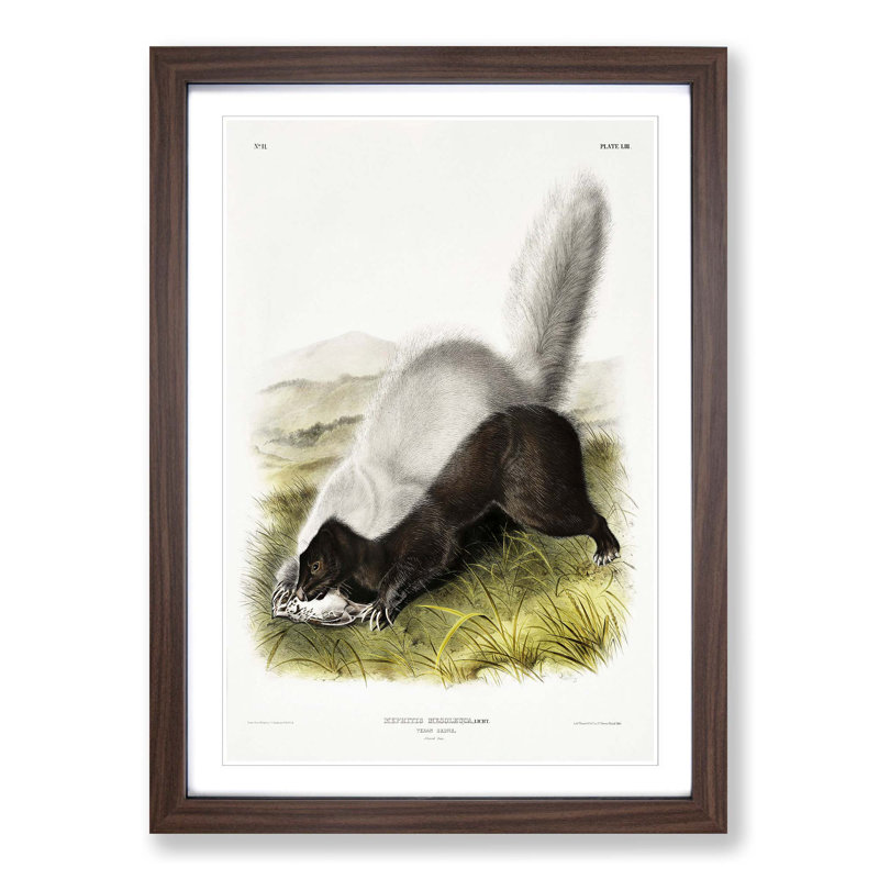Texan Skunk by J.W. Audubon - Picture Frame Graphic Art Print, 48cm H x 36cm W x 2cm D, Walnut Framed