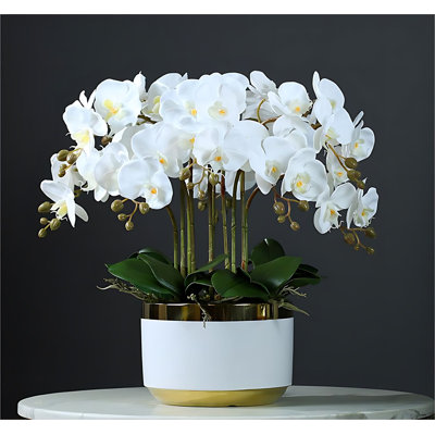 Arrangement d'orchidées en pot