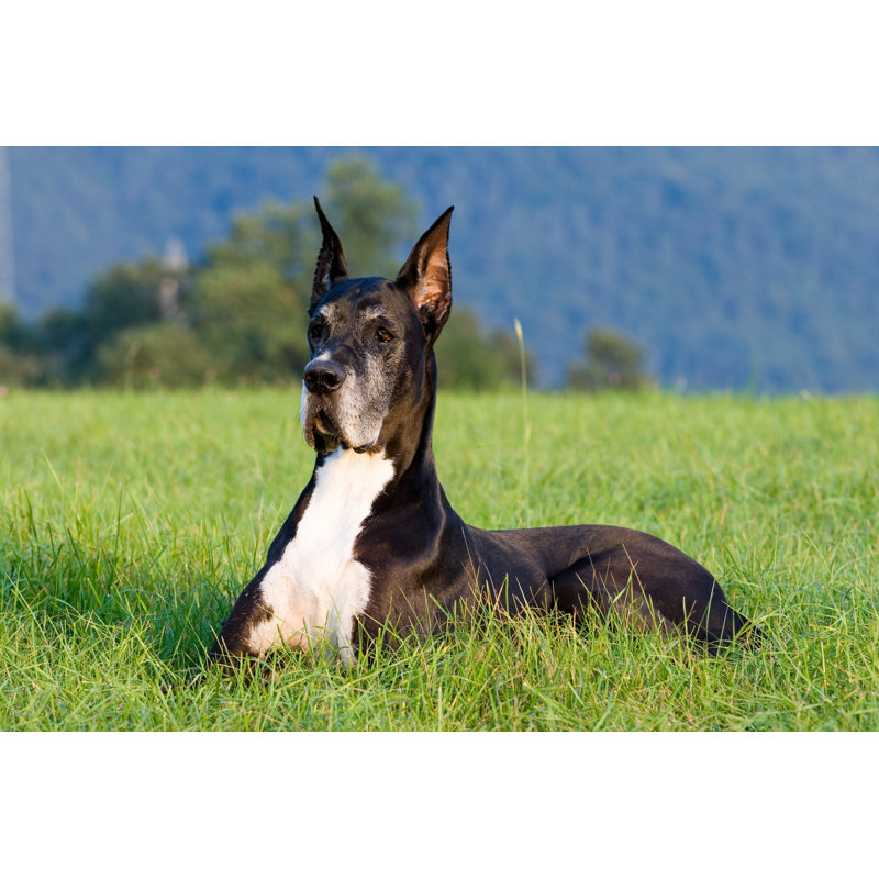 A Dog Waiting by KuderM - Wrapped Canvas Print, 30cm H x 46cm W