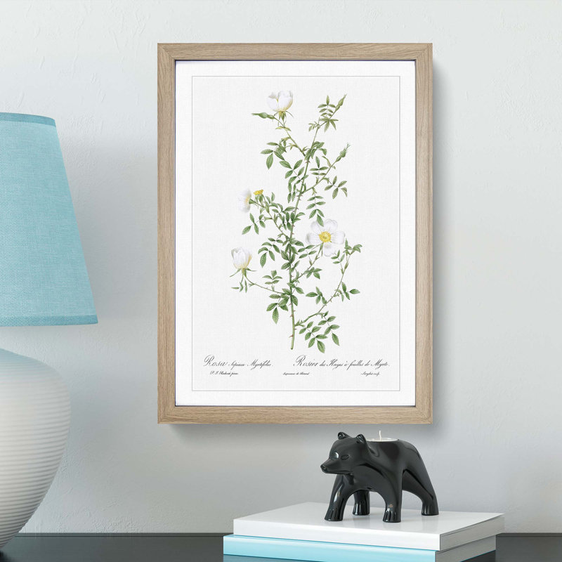 Hedge Rose in White by Pierre-Joseph Redoute - Picture Frame Painting Print, 48cm H x 36cm W x 2cm D, Oak Framed