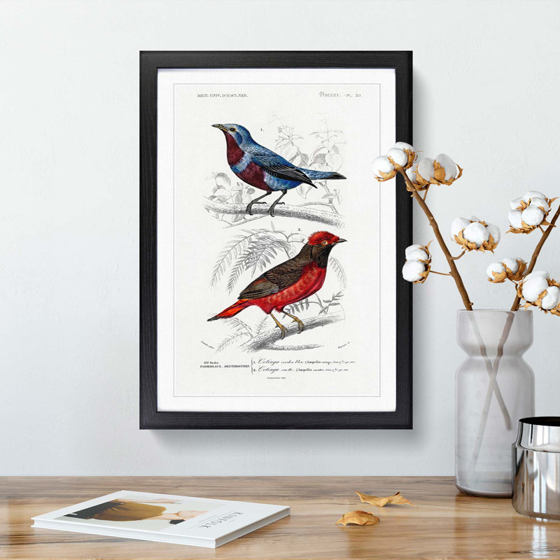 Bird Illustrations PL. 52 by Charles d Orbigny - Framed Print, 33cm H x 24cm W x 2cm D, Black Framed