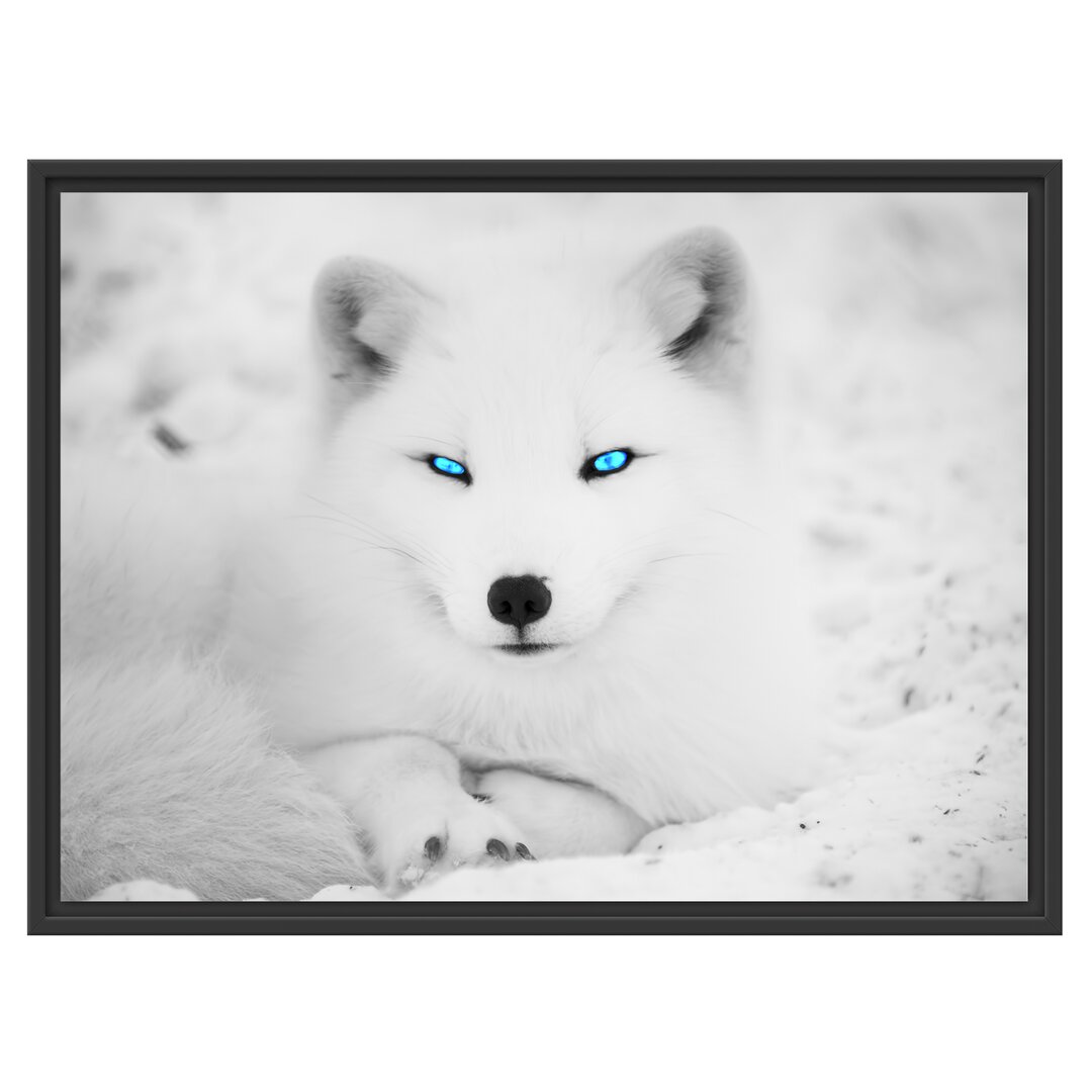 Gerahmtes Wandbild Polarfuchs mit strahlenden Augen