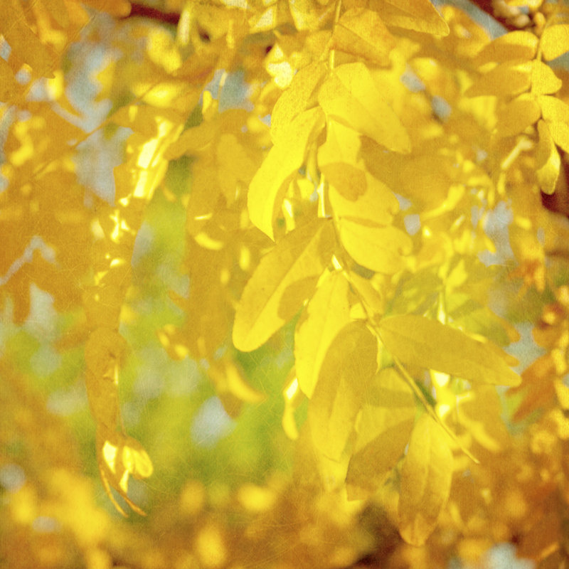 Autumn IV by Sylvia Coomes - Wrapped Canvas Print, 122cm H x 122cm W 
