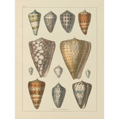 Coquillage assorti II