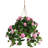 Geranium Hanging Basket Arrangement in Basket