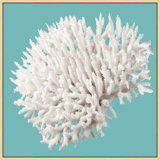 Coral On Aqua 7 Print by Lillian August