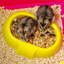 Small Animal Cage