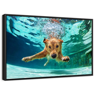 Golden Retriever Diving Canvas Print