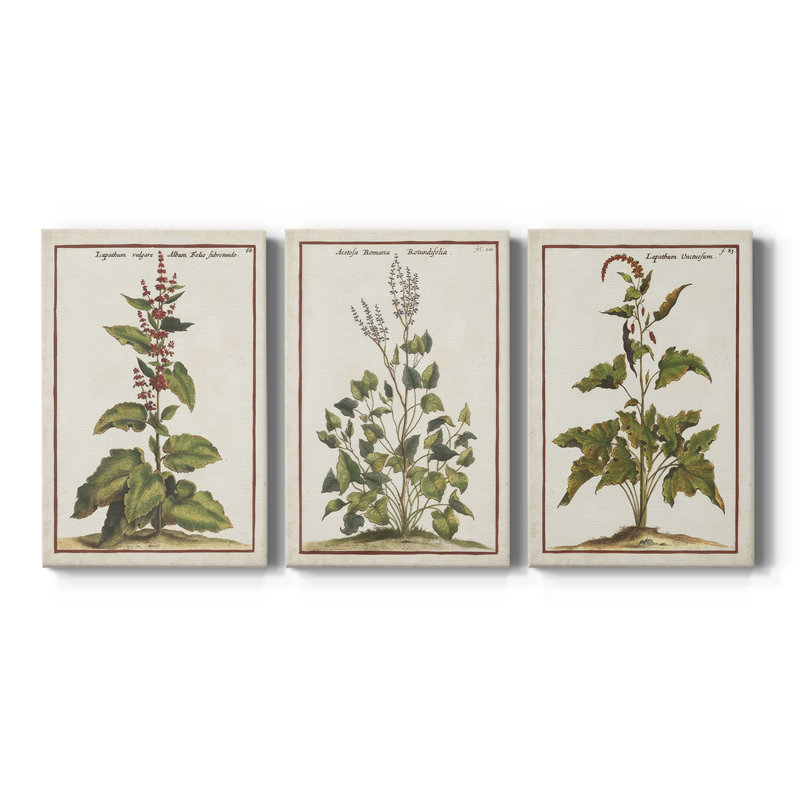Munting Botanicals IV - Toile tendue avec châssis sur mesure - 3 pièces, H 12 po x l 24 po, Impression sans cadre