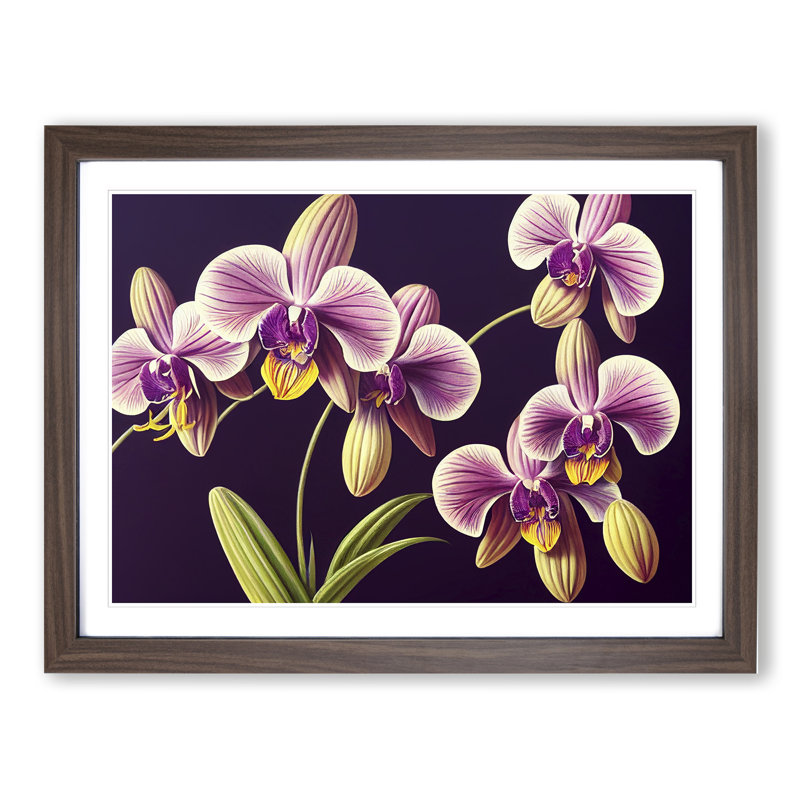 Captivating Orchid Flowers - Single Picture Frame Print, 46cm H x 64cm W x 2cm D, Walnut