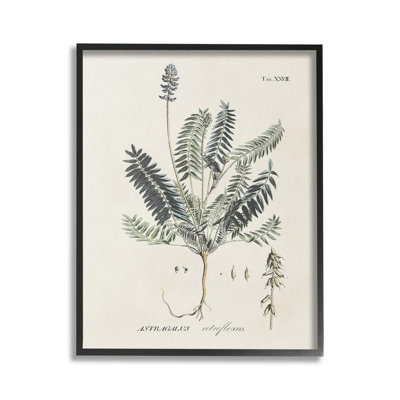 VintageNatureDiagramGicleeArtbyMartini