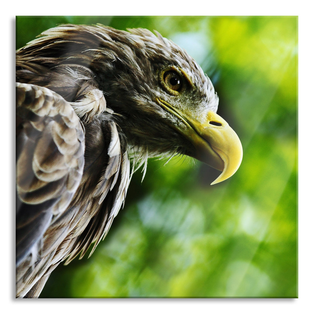 Glasbild Mächtiger Adler Nahaufnahme