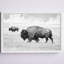 «Buffalo pair» par Marmont Hill - reproduction de photo sur papier encadrée-1296739269