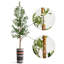68 plantes-95099217
