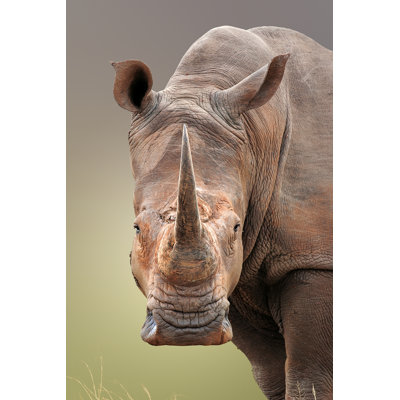 «White Rhinoceros» par Johan63 - Photographie sur toile tendue