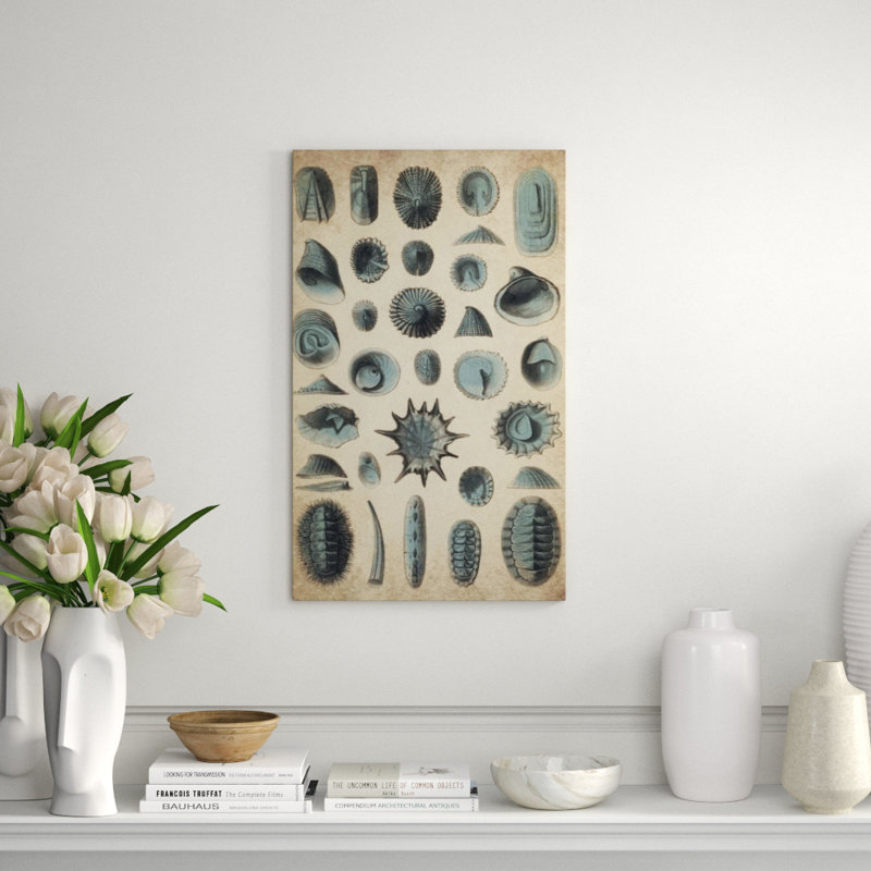 Study Of Sea Shells I Print by Sofia Fox, 40" H x 24" W x 1.5" D, Outdoor