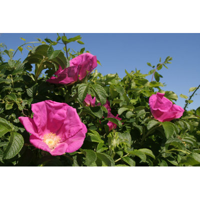 " Rose Rugosa Rubra " by Bpperry