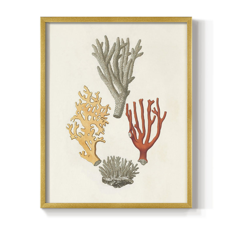 Knorr Shells & Coral IV, reproduction encadrée - bois massif, H 14 po x l 11 po